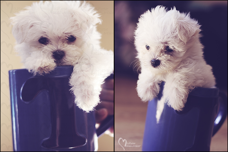 teacup maltese baby mm