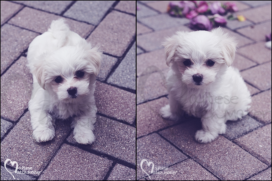 Maltese puppy pavers collage