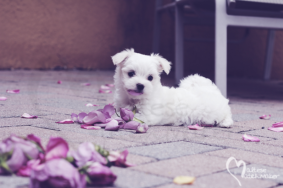 maltese puppy rose petal in mouth pastel