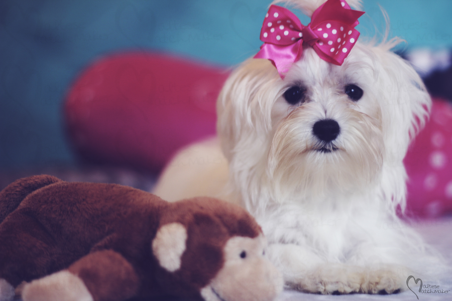 beautiful-maltese-with-monkey-toy