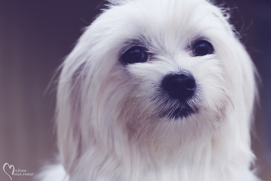 loretta lynn headshot