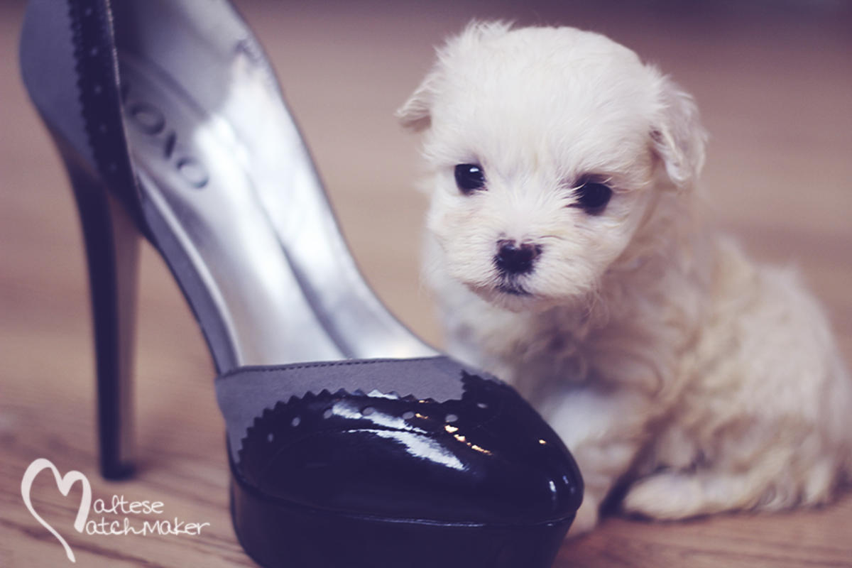 male teacup puppy highheel