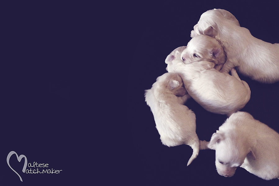 october 2015 maltese puppies