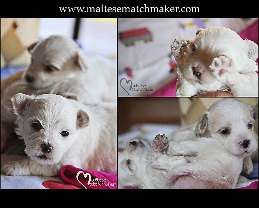 Maltese puppies October 2014 board