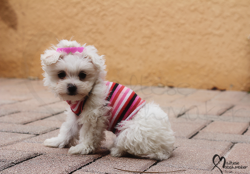 maltese female pink cutie maltese matchmaker