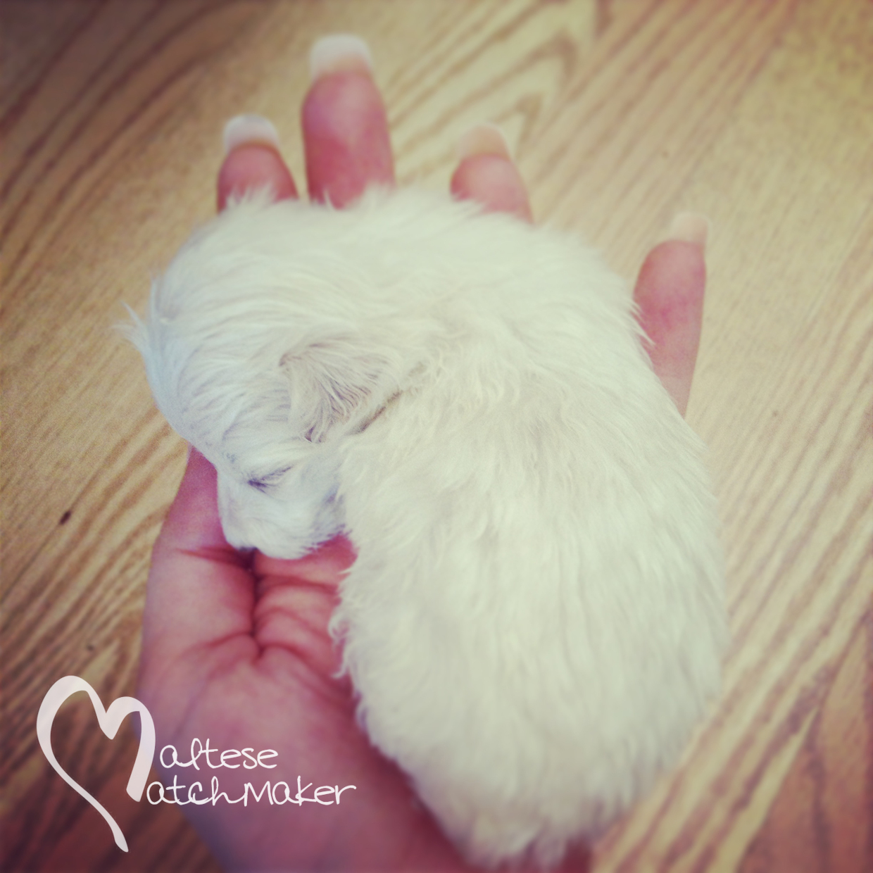 maltese matchmaker newborn