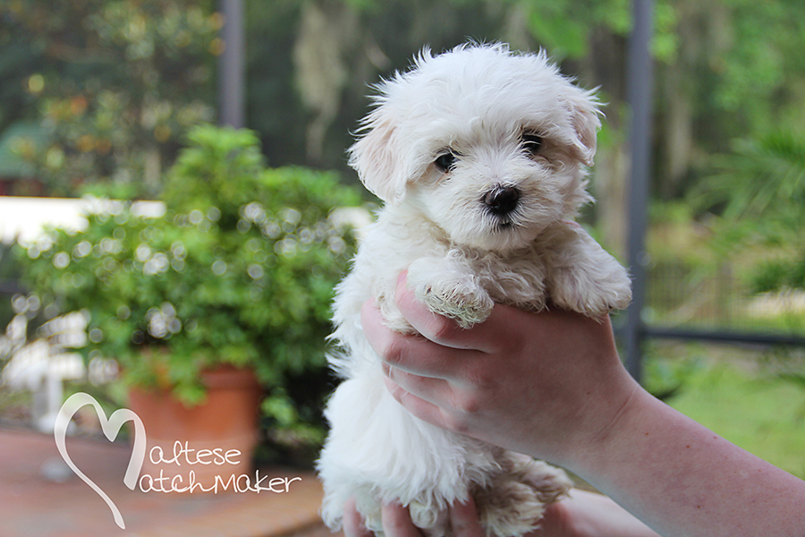 male maltese puppy