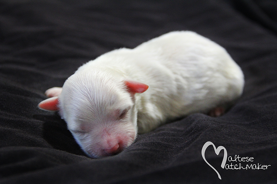 Newborn Maltese puppies » Maltese 