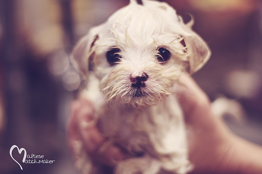 maltese puppy bath
