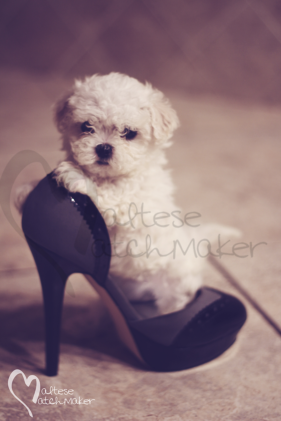 maltese high heel fashion vertical