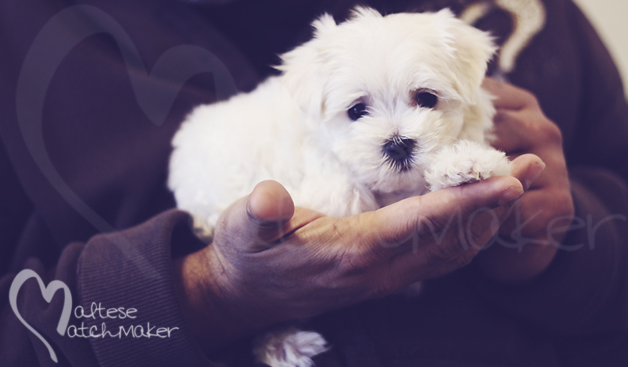 maltese puppy hand 2 maltesematchmaker