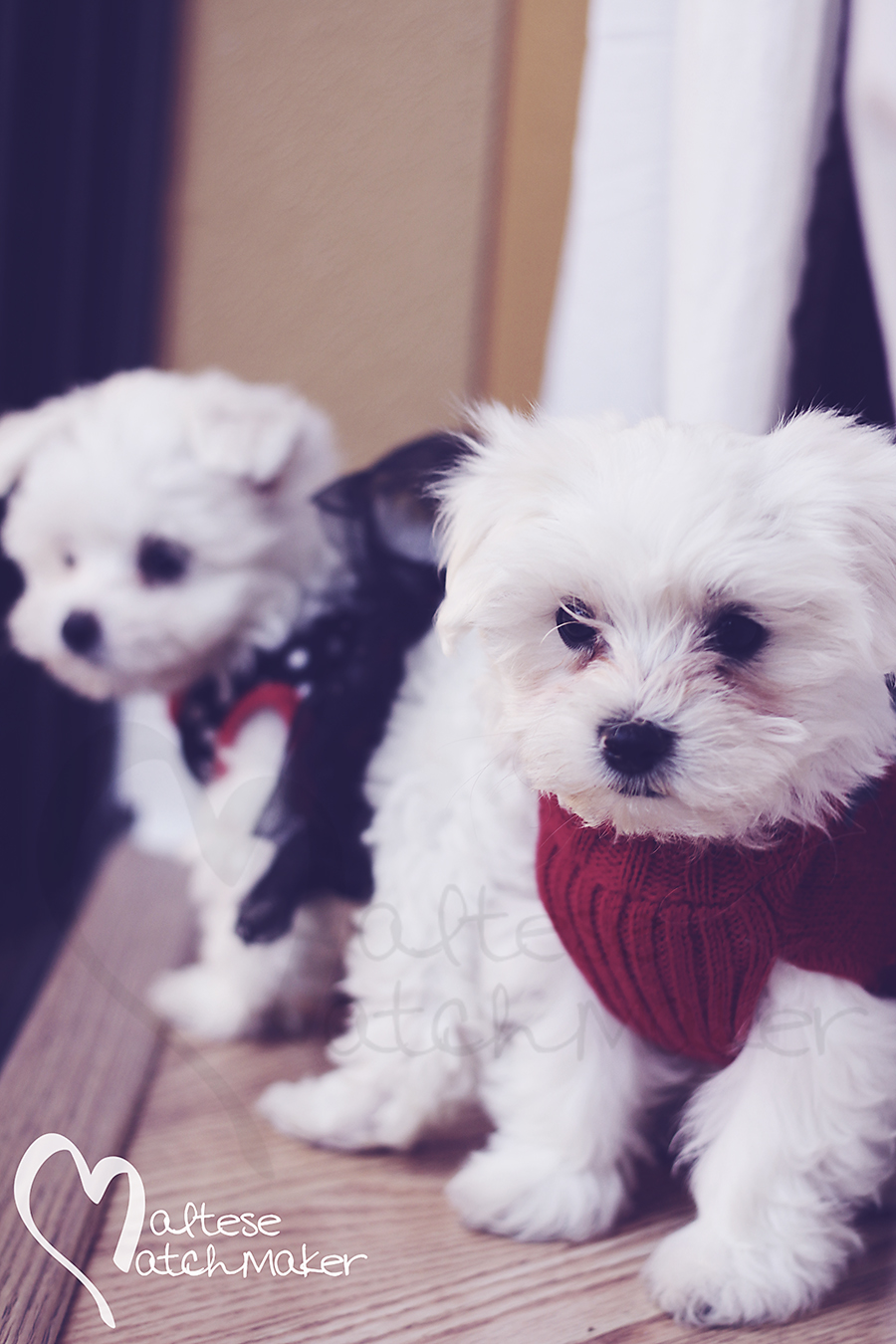 Larry the Maltese puppy vertical