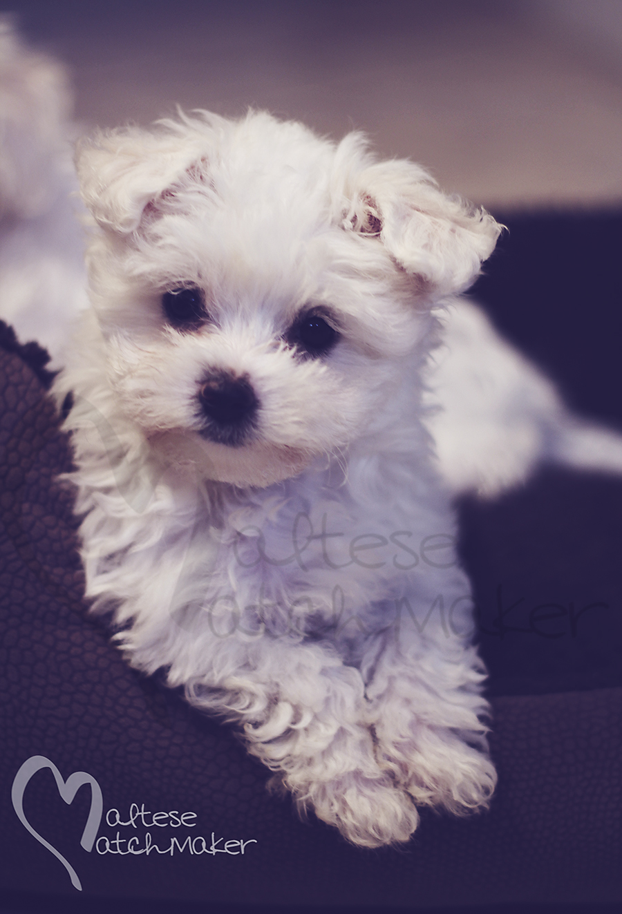 Tiny Maltese puppy vertical