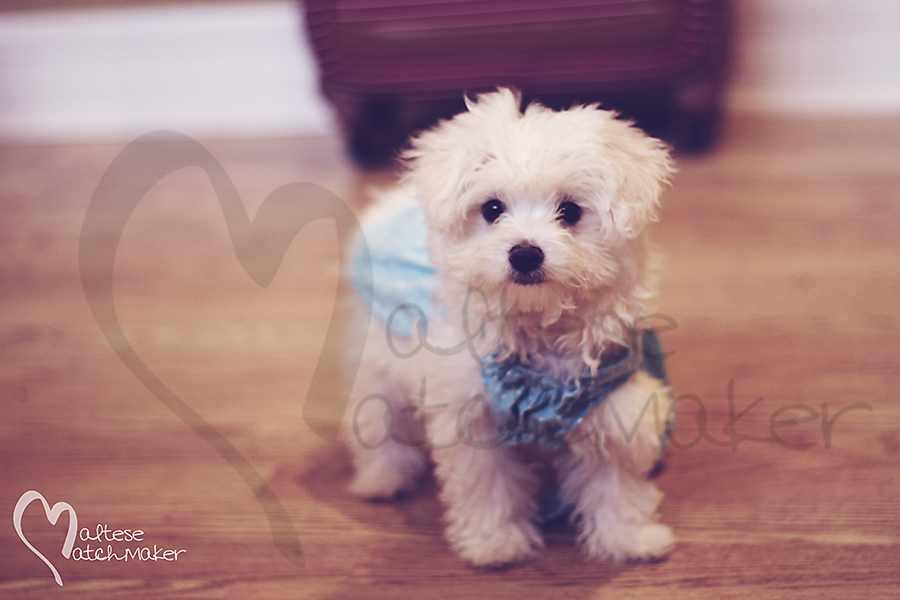 maltese puppy in dress on wood floor