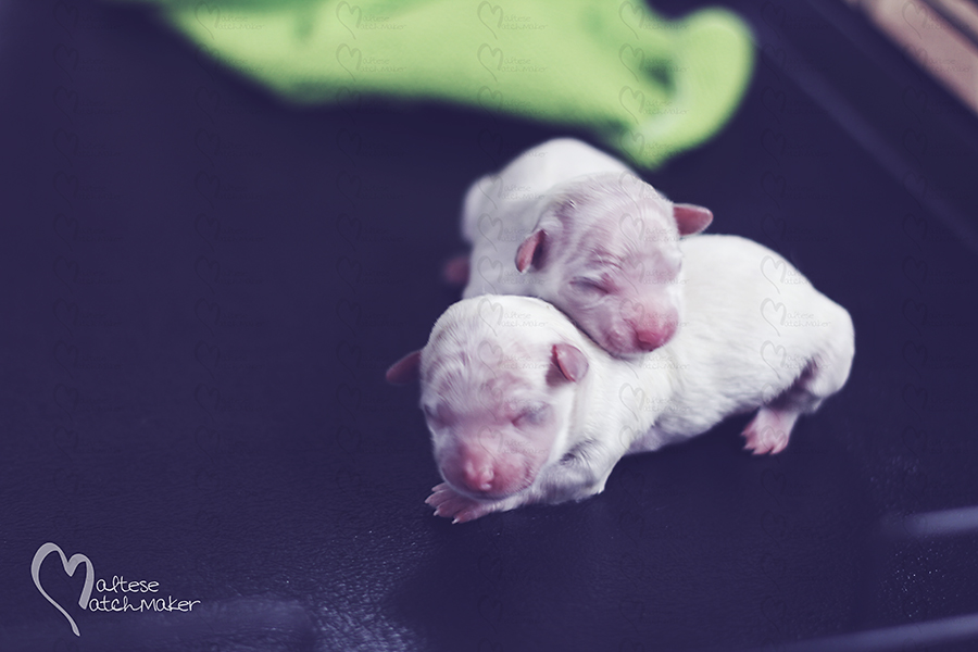newborn maltese puppies together