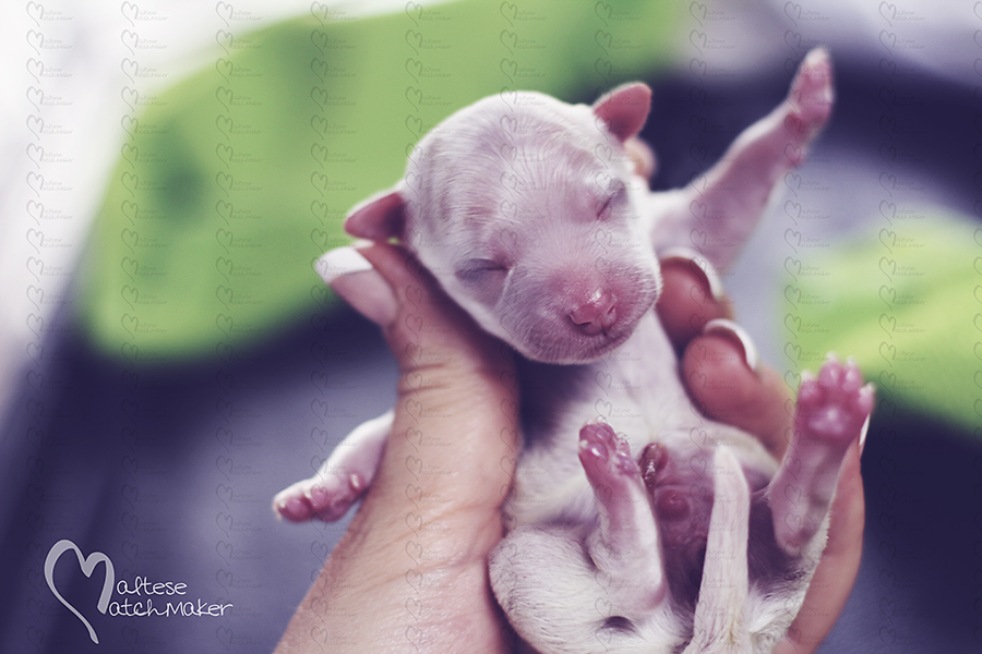 newborn maltese puppy baby