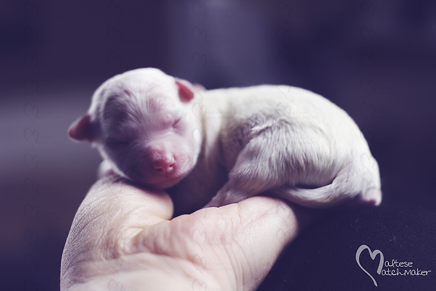 newborn puppy in hand