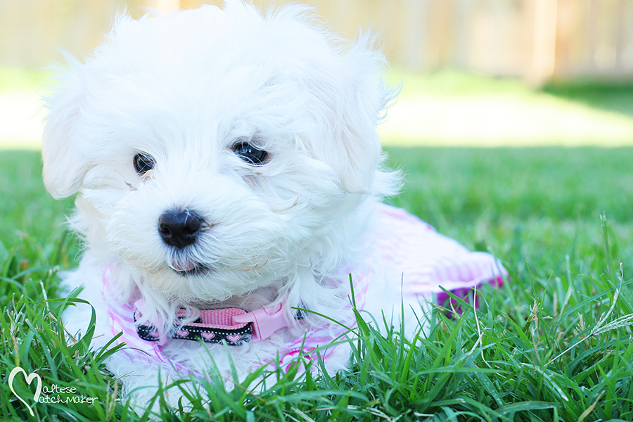 Maltese puppy baby mm