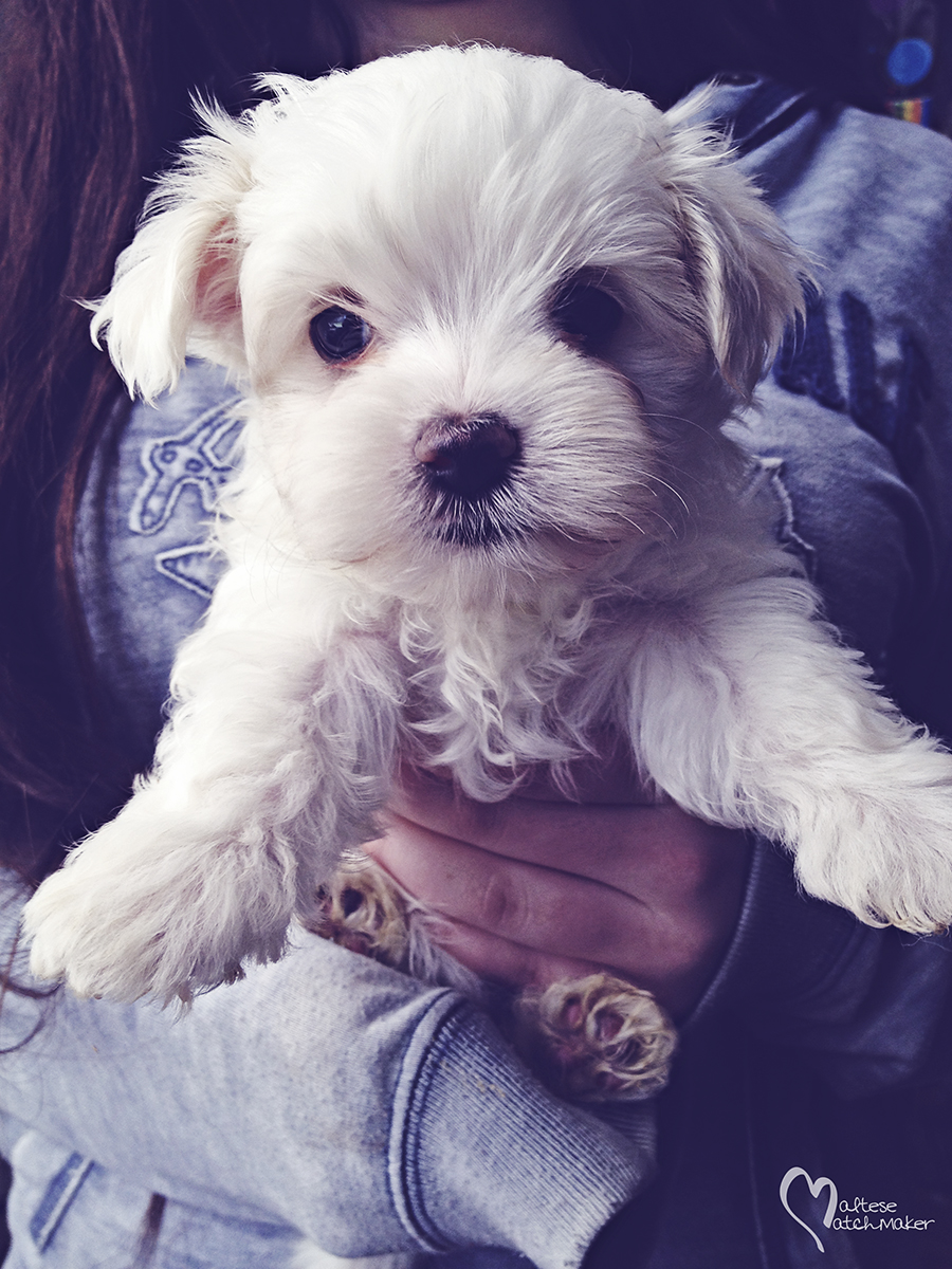 cute teacup female puppy