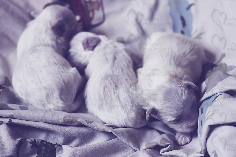 newborn maltese puppies april