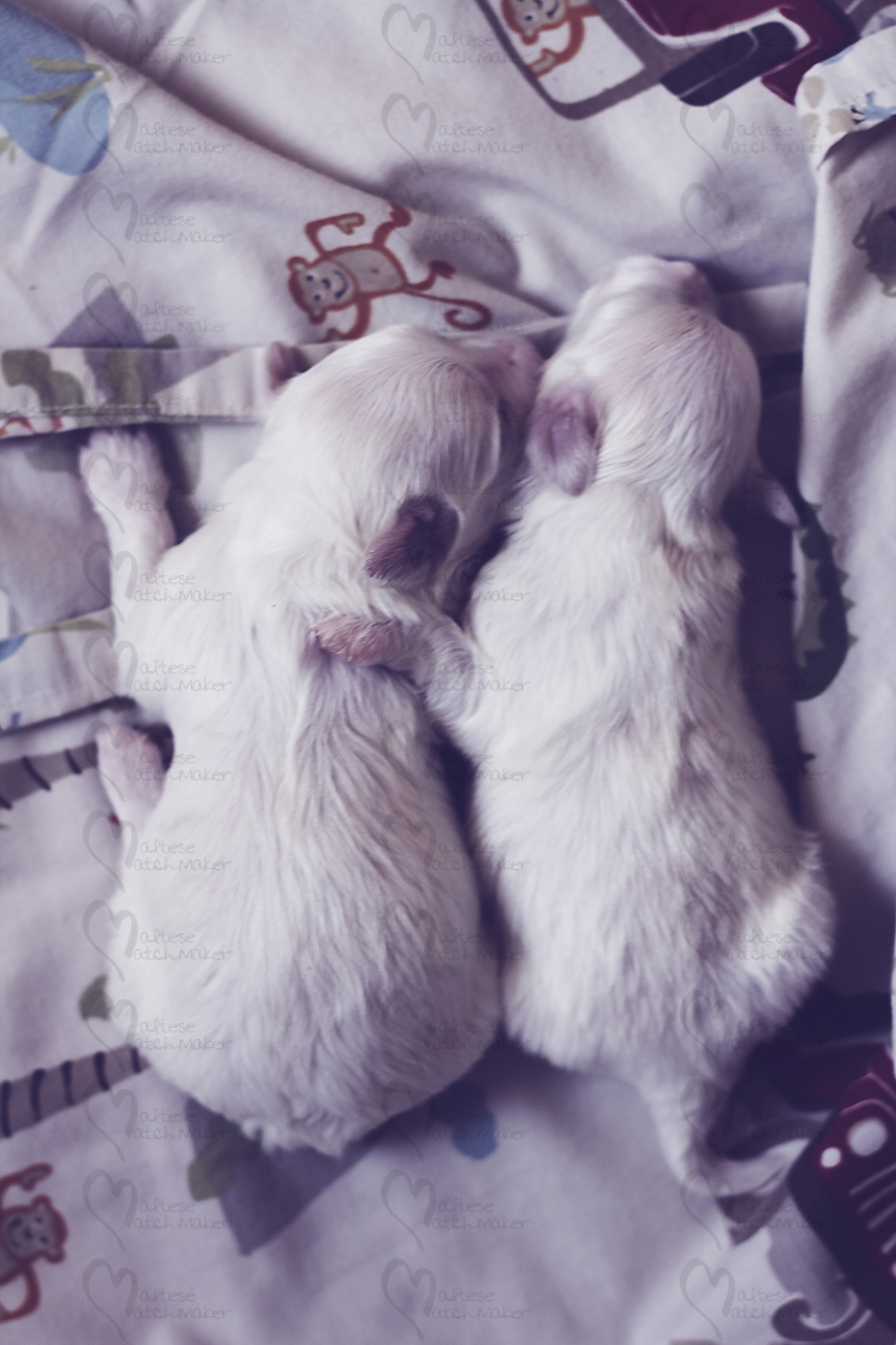 newborn maltese puppies hug