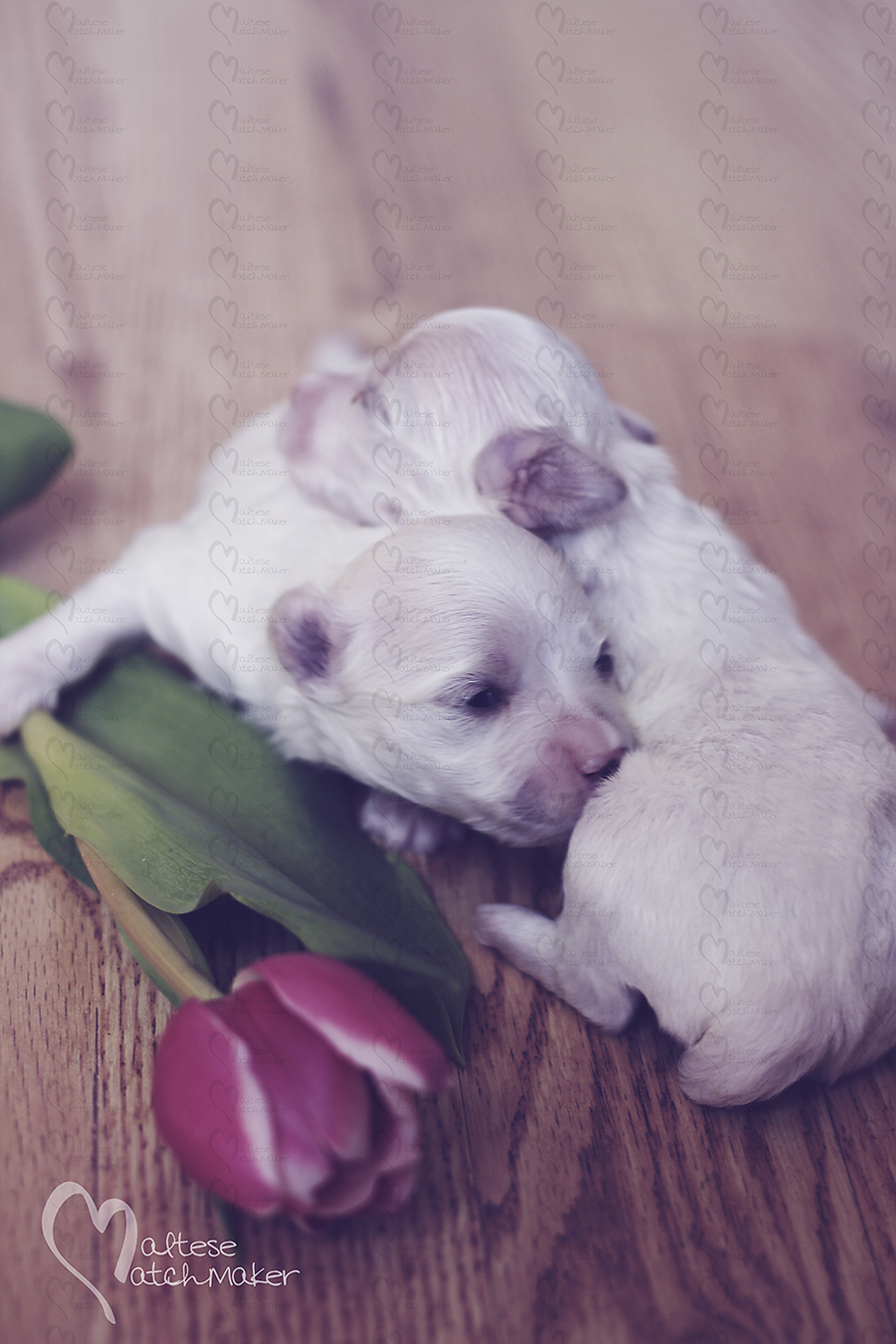 newborn maltese puppies tulip vertical