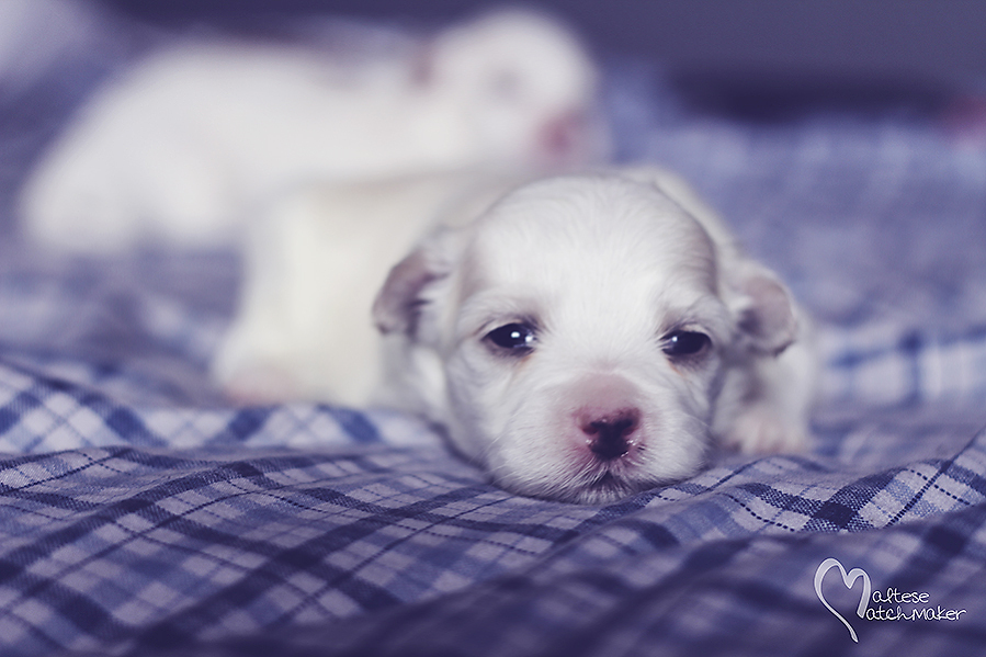 maltese puppy male on blue rs
