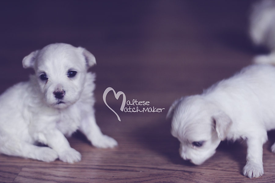 maltese little boy priscilla puppy 2