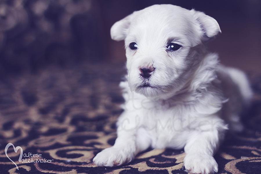 maltese little boy priscilla puppy