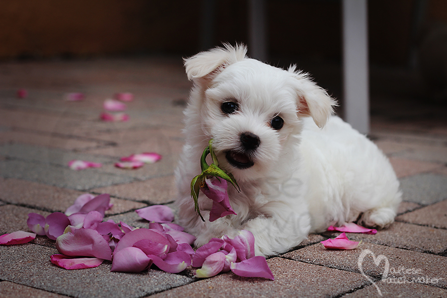 maltese puppy rose petals pastel mm