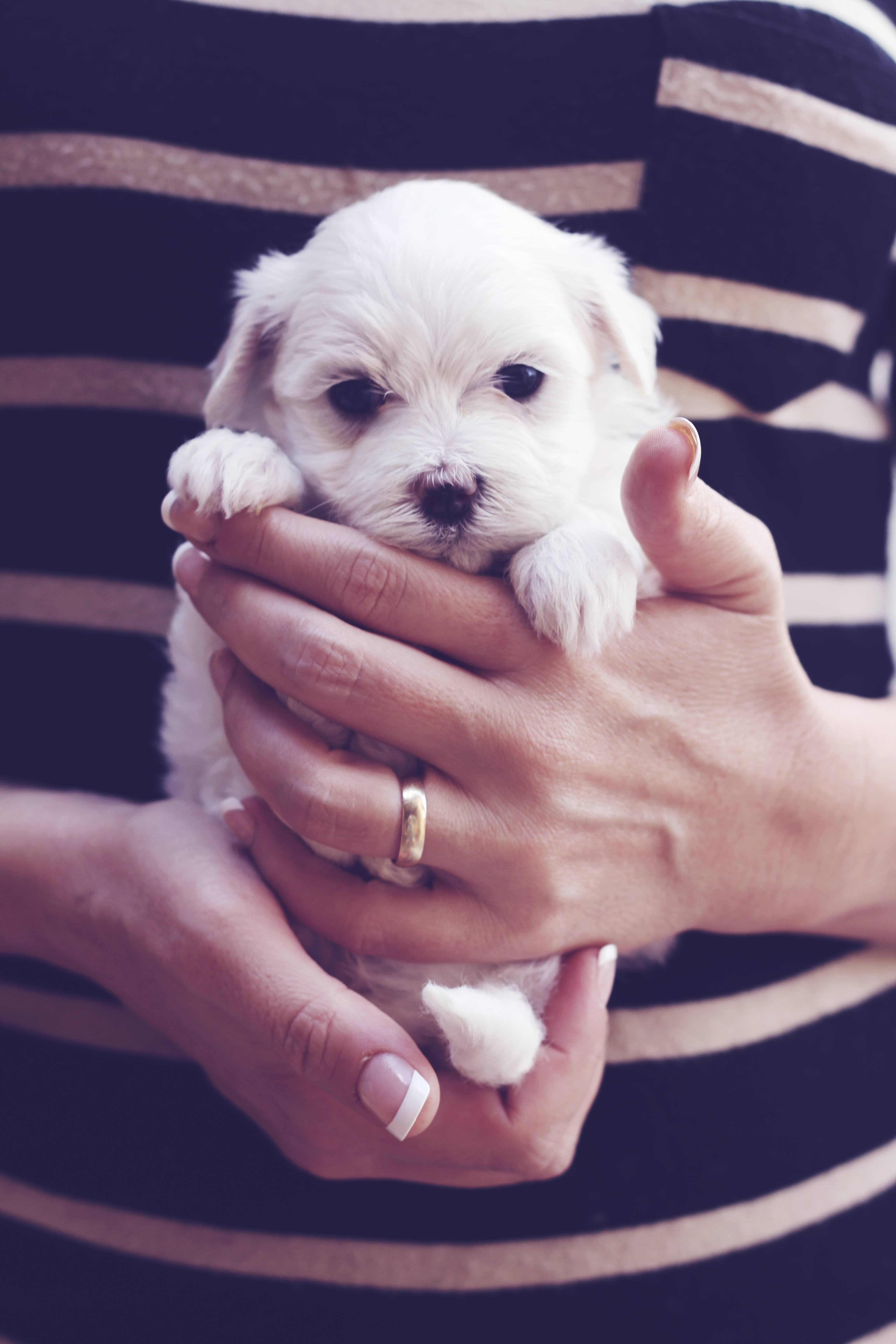 little maltese puppy striped shirt