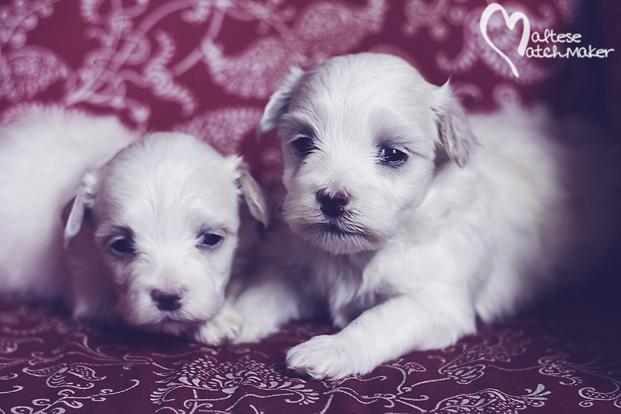 maltese puppies sisters plaid upclose