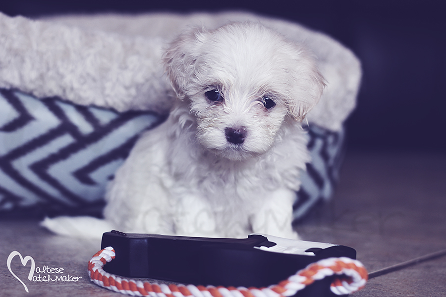 Maltese puppy little miss MM