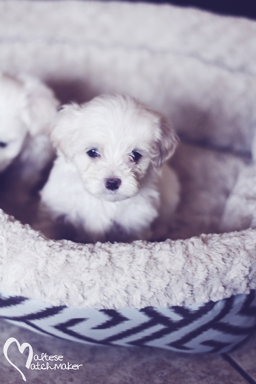 maltese puppy little miss vertical