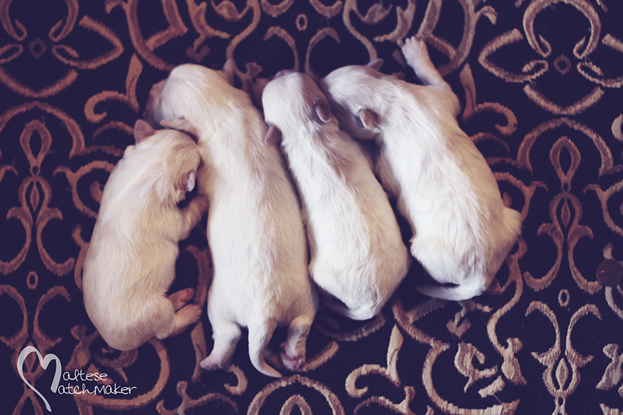 Lisa Maries Litter July