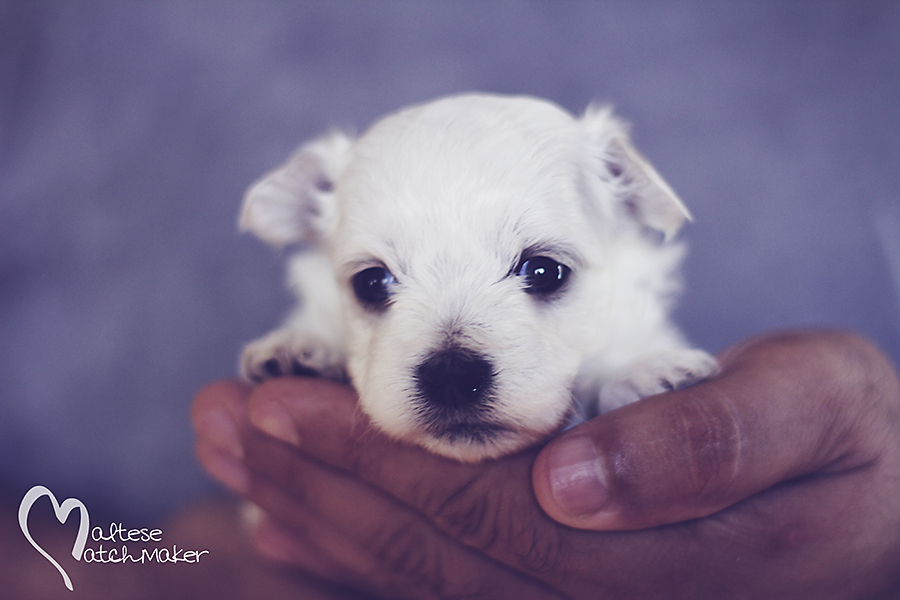 Lisa Marie puppy grey upclose