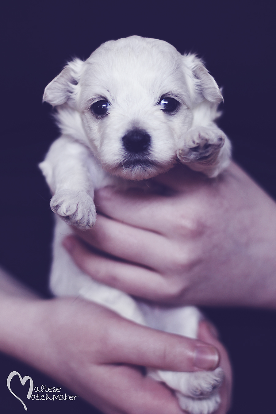 Lisa Marie puppy on black vertical