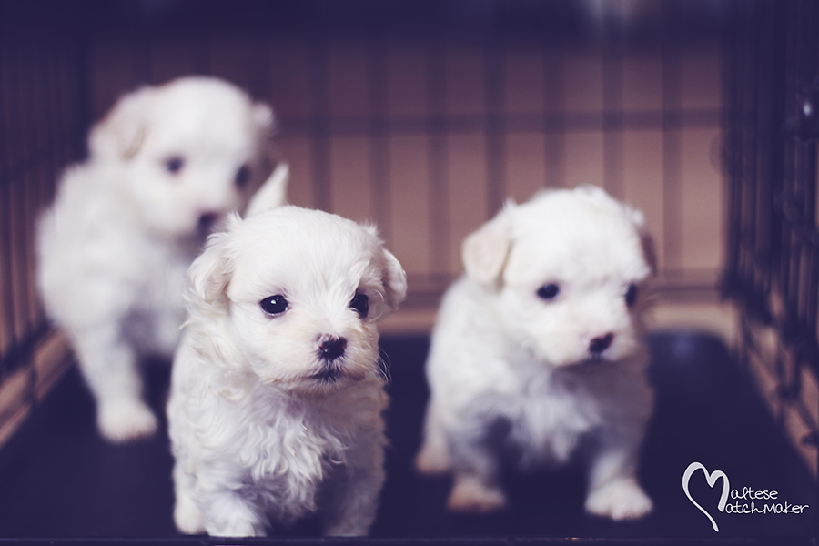Jenny Cash puppies in crate