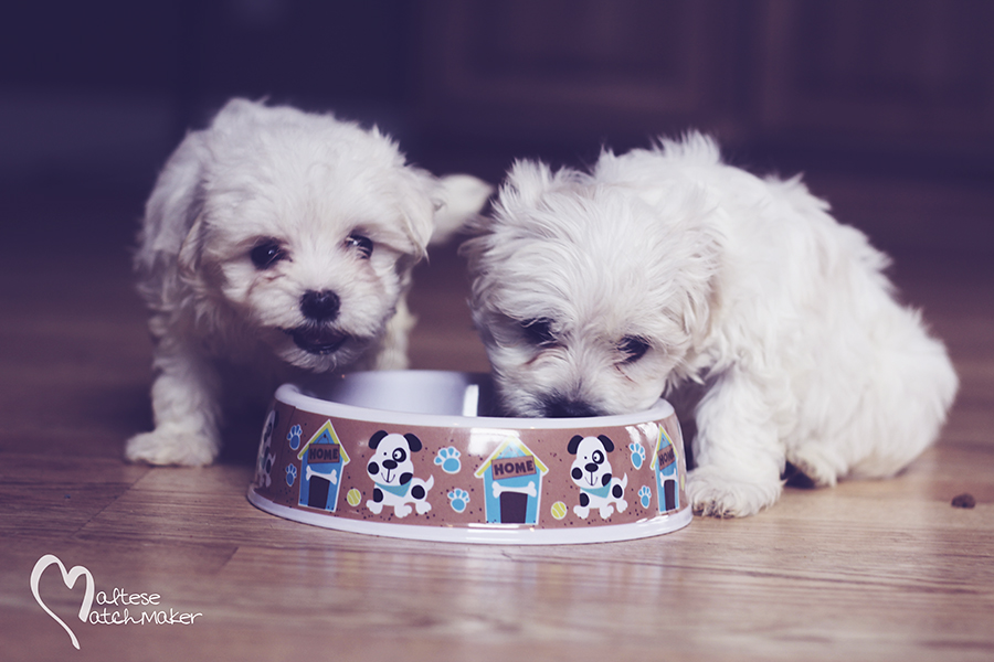 Maltese Matchmaker puppies eating