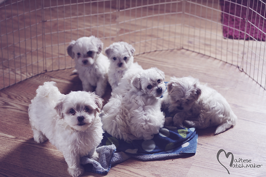 group of maltese puppies born in July