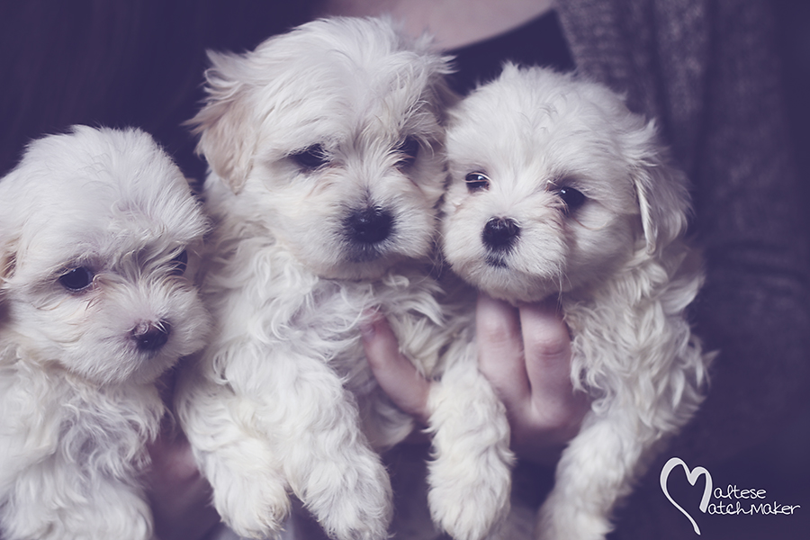 maltese puppy group 1