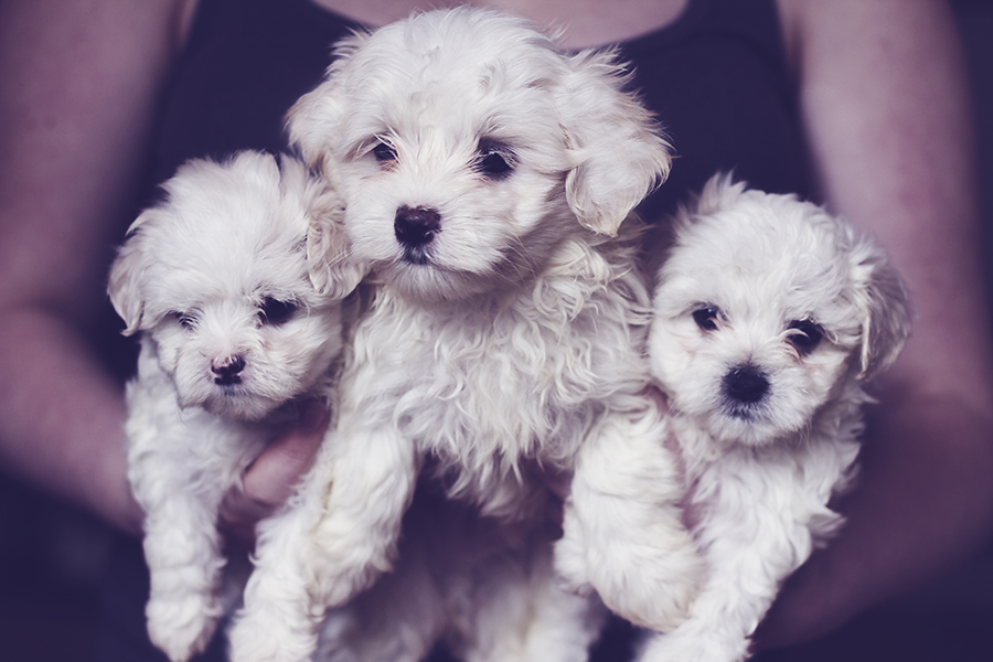 maltese puppy group 2