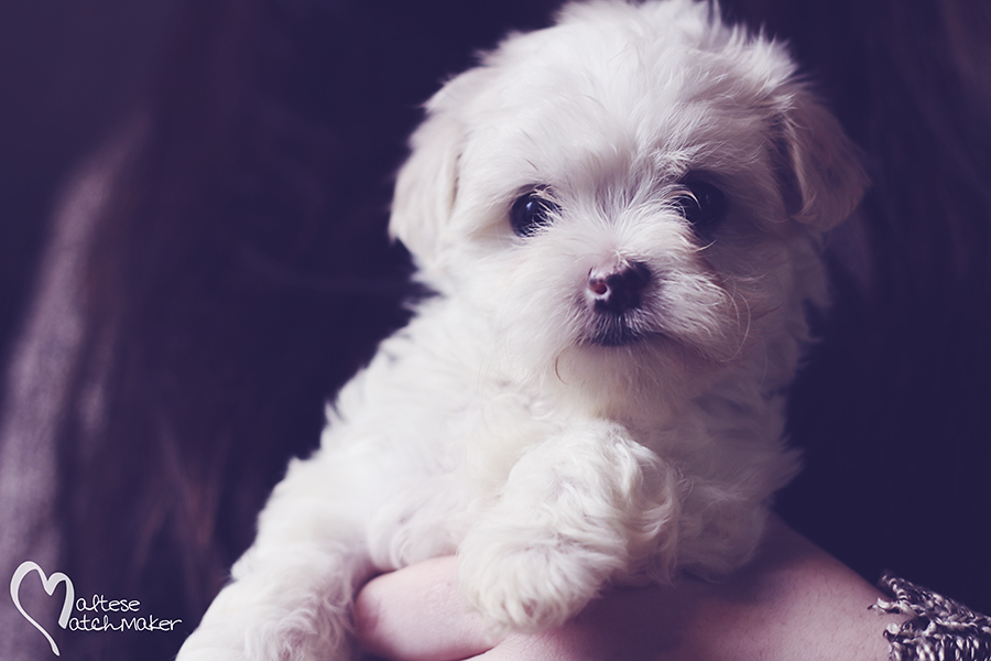 Barbara Puppy closeup