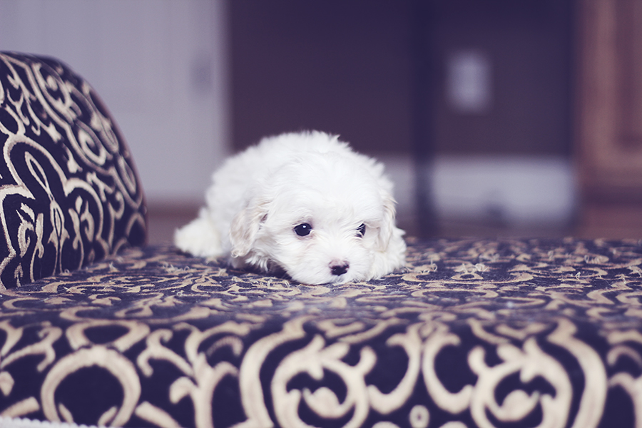 maltese puppy Ellie 1