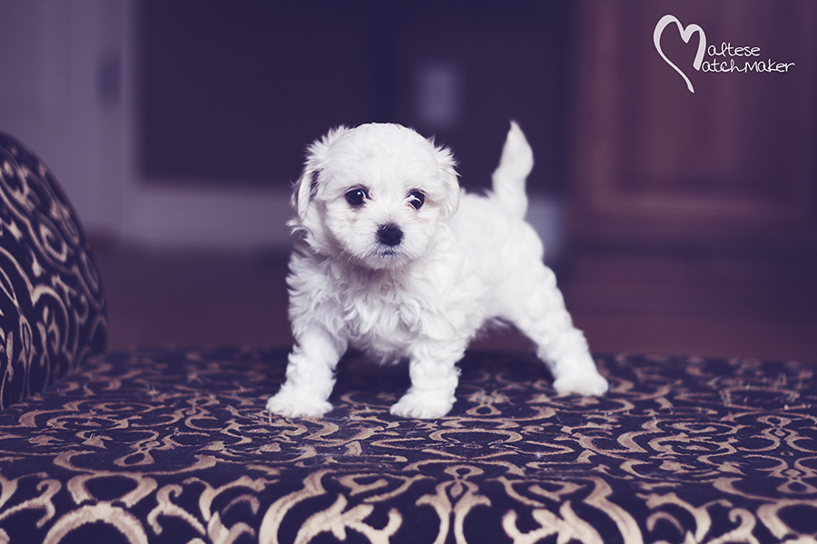 maltese puppy daisy 2