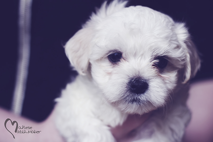 maltese puppy daisy upclose