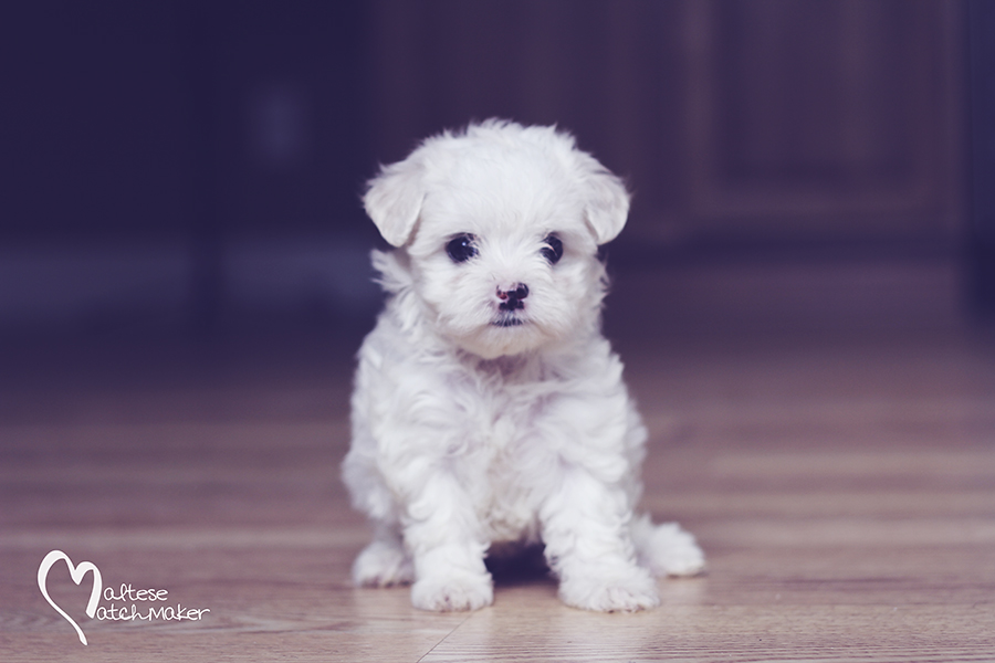 maltese teacup puppy Barbara