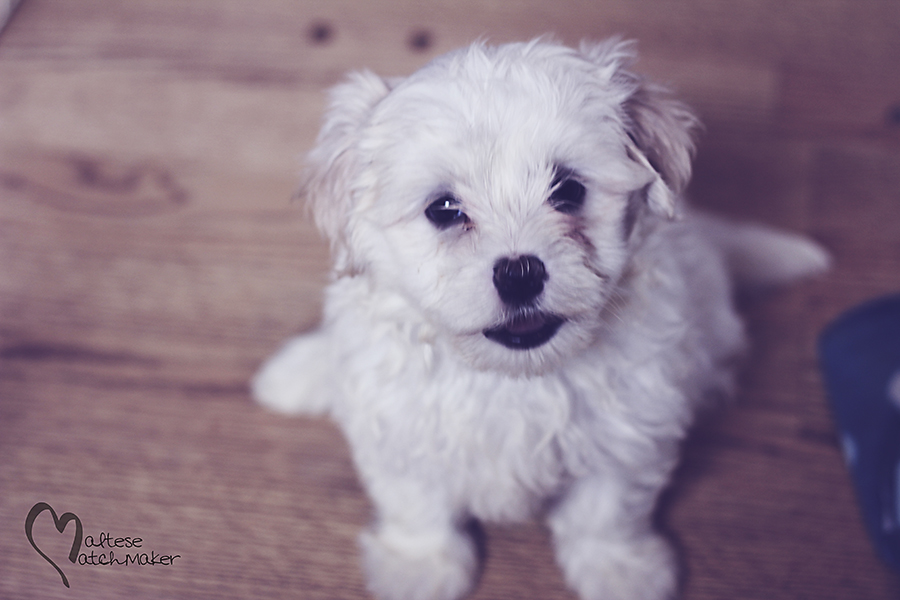 male maltese 3