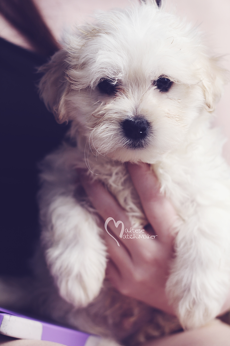 male maltese puppy