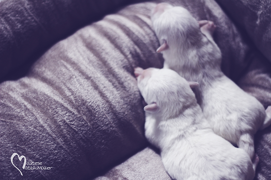 maltese born sept 2015